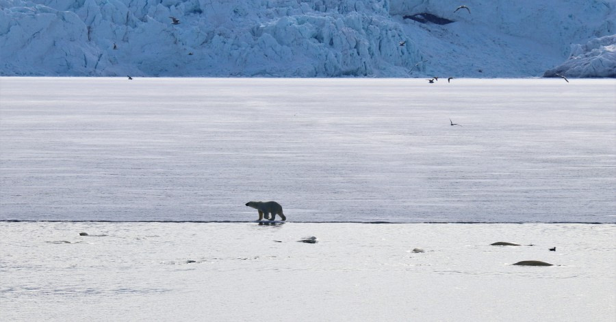 PLA05-19, BearBelu2 - Oceanwide Expeditions.jpg