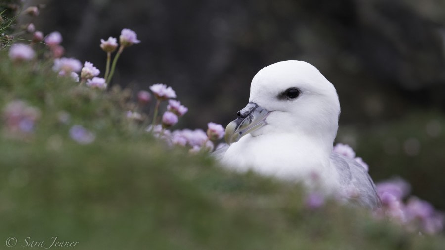 Northern Fulmar