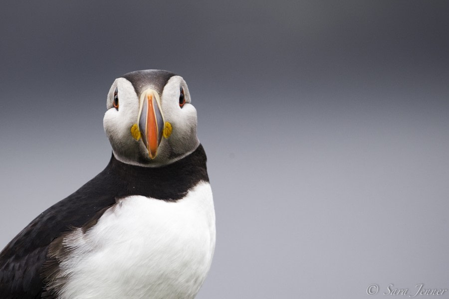 HDS03-19, DAY 04 Puffin 19 - Oceanwide Expeditions.jpg