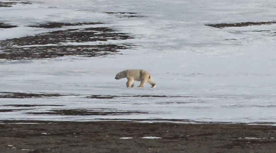 PLA04-19, DAY 01, bearDay1 - Oceanwide Expeditions.JPG