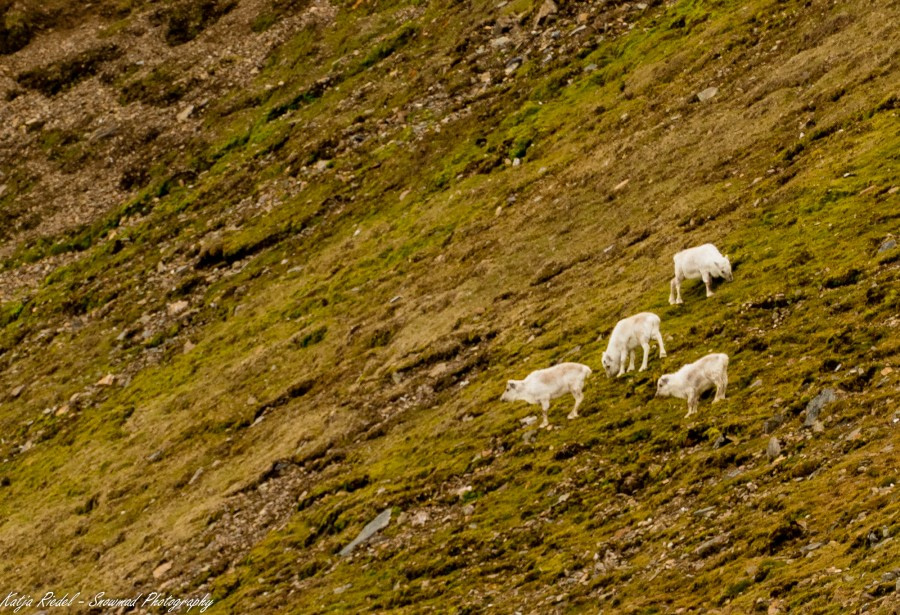 PLA05-19, 20190604_Katja Riedel_P2230362 - Oceanwide Expeditions.jpg