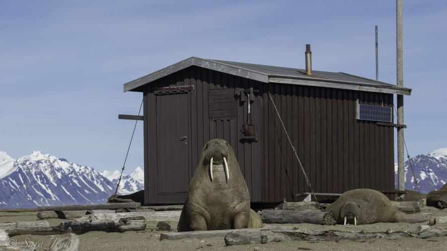 HDS04-19, DAY 07, Walrus at Poolepynten- Oceanwide Expeditions.jpg