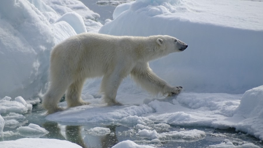 HDS05-19, DAY 04, meike bear walking - Oceanwide Expeditions.jpg