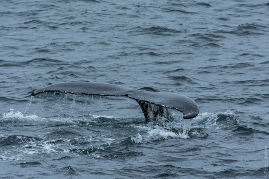 HDS04-19, DAY 06, 20190619_TobiasBrehm_DSC0258 - Oceanwide Expeditions.jpg