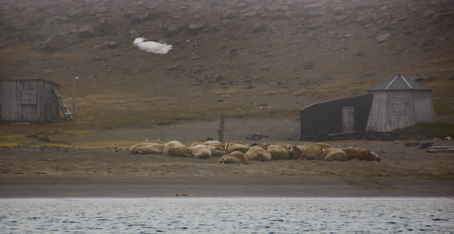 HDS05-19, DAY 03, walrus on beach mist mostly gone - Oceanwide Expeditions.jpg