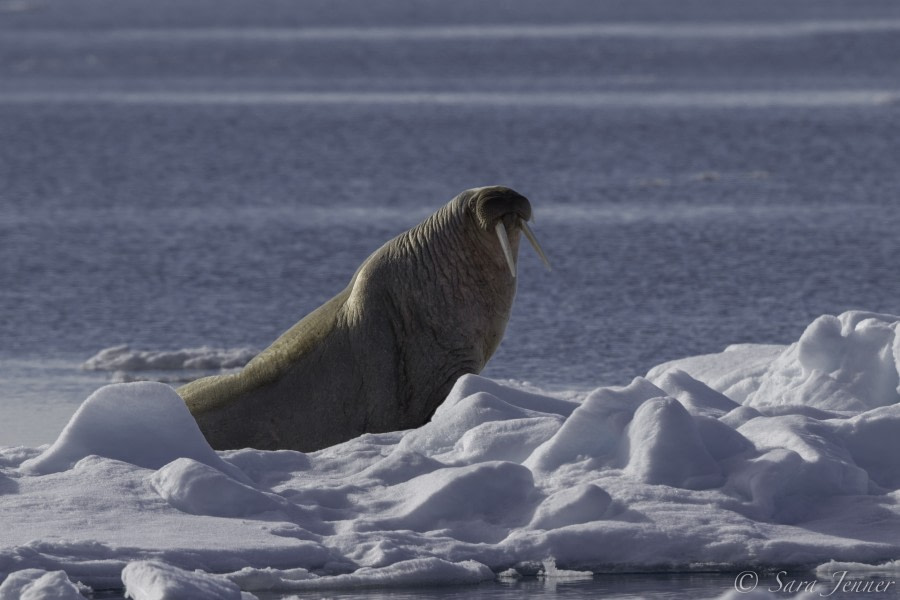 HDS05-19, DAY 04, Sara Jenner- Pack Ice- Walrus 240619 - Oceanwide Expeditions.jpg