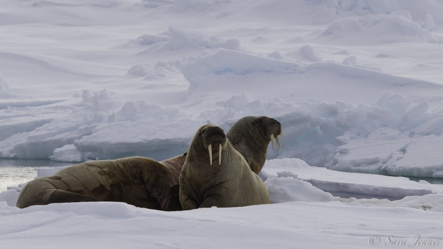 HDS04-19, DAY 03, Walrus-2 - Oceanwide Expeditions.jpg