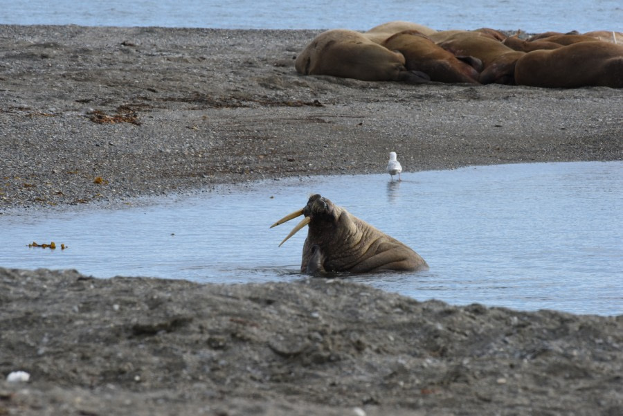 PLA07-19, DAY 07 Poolepynten & Alkhornet, Svalbard 2019_Fotos_III 065 - Oceanwide Expeditions.JPG