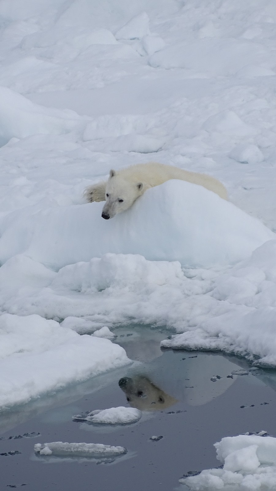 HDS05-19, DAY 04, meike bear - Oceanwide Expeditions.jpg