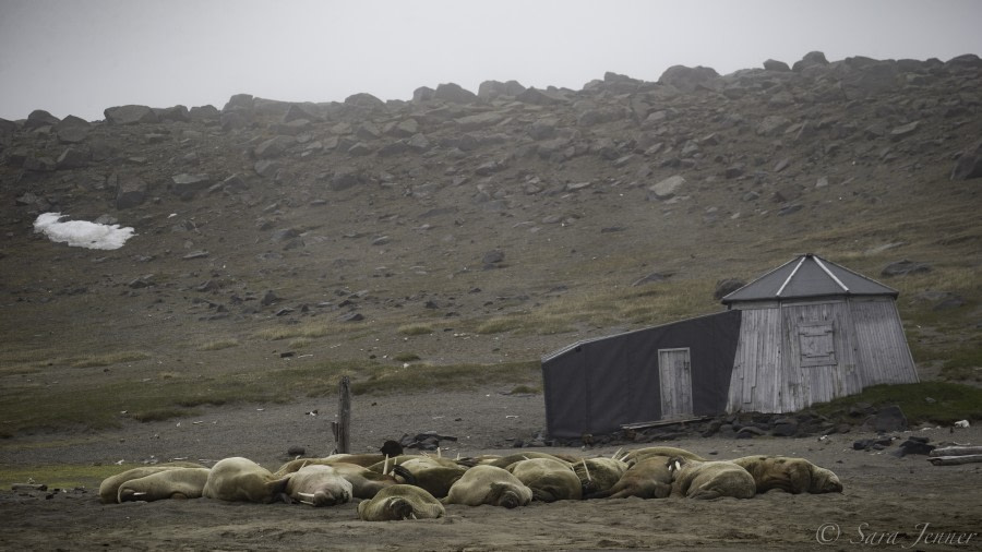 Walrus on Kap Lee © Sara Jenner - Oceanwide Expeditions.jpg