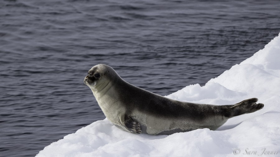 HDS04-19, DAY 04, Ringed seal - Oceanwide Expeditions.jpg