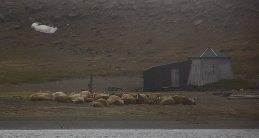 HDS05-19, DAY 03, misty beach with walrus - Oceanwide Expeditions.jpg