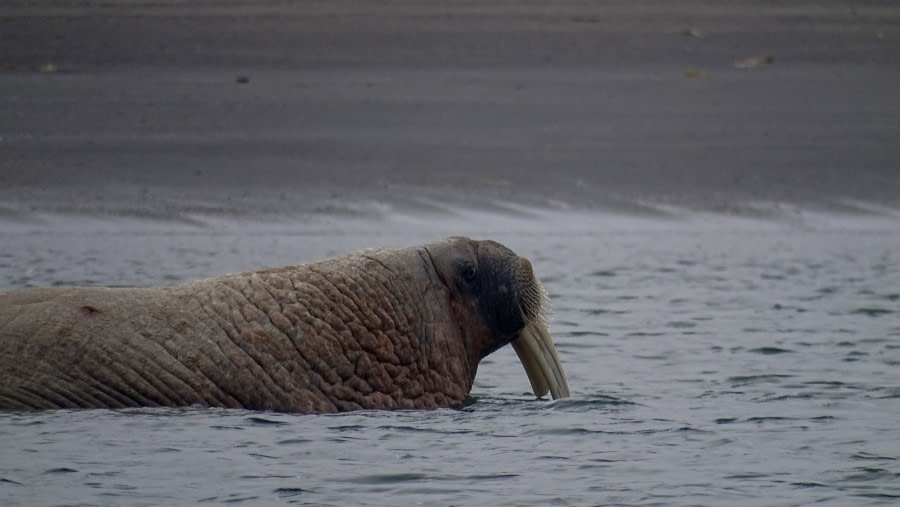 HDS05-19, DAY 03, walrus half in water - Oceanwide Expeditions.jpg