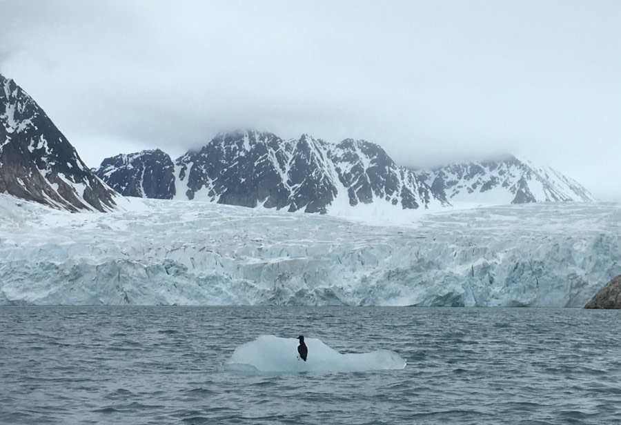 Pack ice and Magdalenefjorden