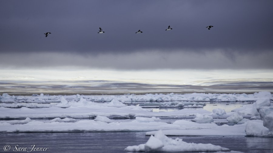 HDS05-19, DAY 05, Sara Jenner- Ice- Landscape 1- 250619 - Oceanwide Expeditions.jpg