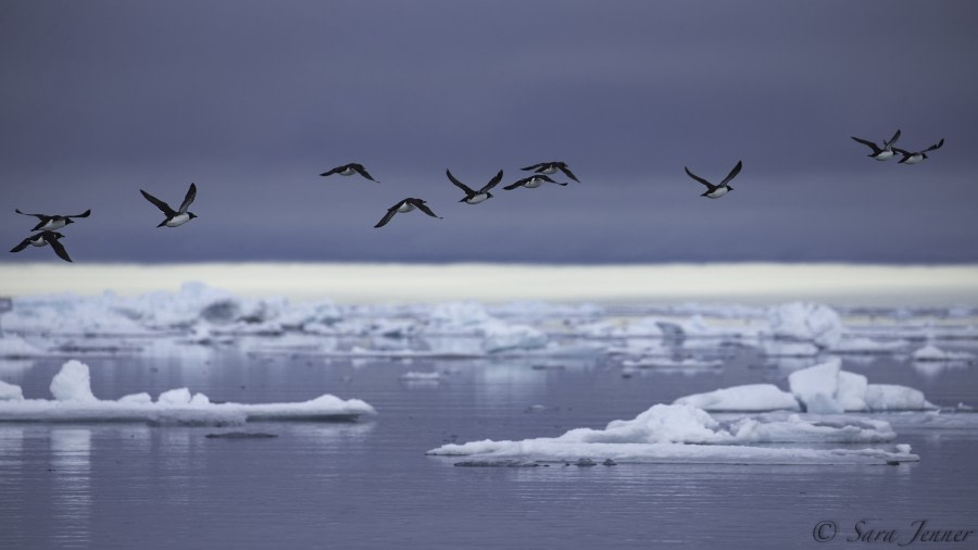 HDS05-19, DAY 05, Sara Jenner- Ice- Birds brunnich guillemots- 250619 - Oceanwide Expeditions.jpg