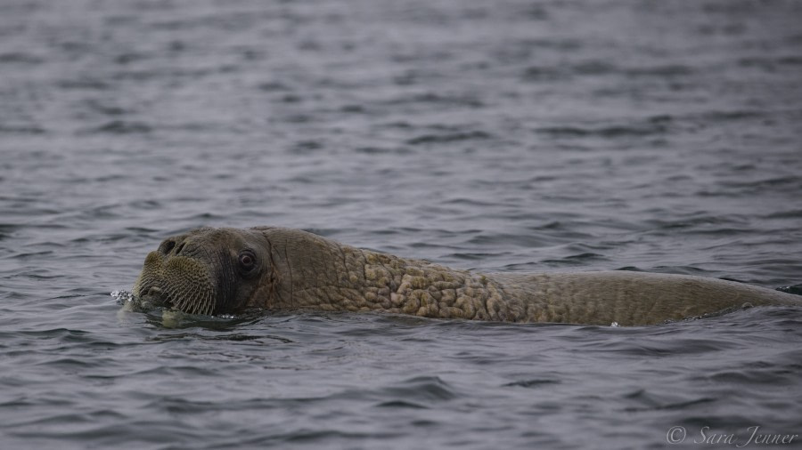 HDS05-19, DAY 03, Sara Jenner - Kapp Lee- Walrus1-23062019 - Oceanwide Expeditions.jpg