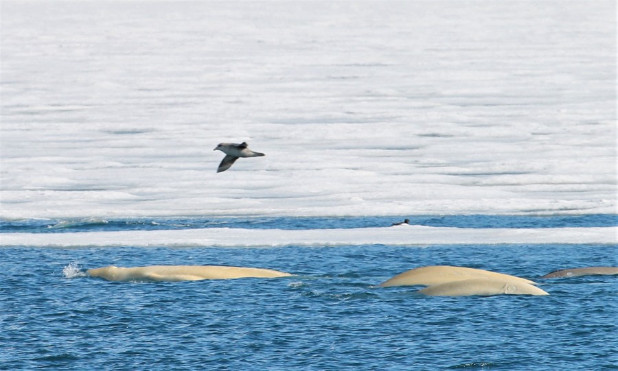 PLA07-19, DAY 02 Billefjord, beluga - Oceanwide Expeditions.JPG