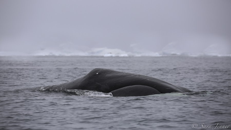 Bowhead  whale © Sara Jenner - Oceanwide Expeditions