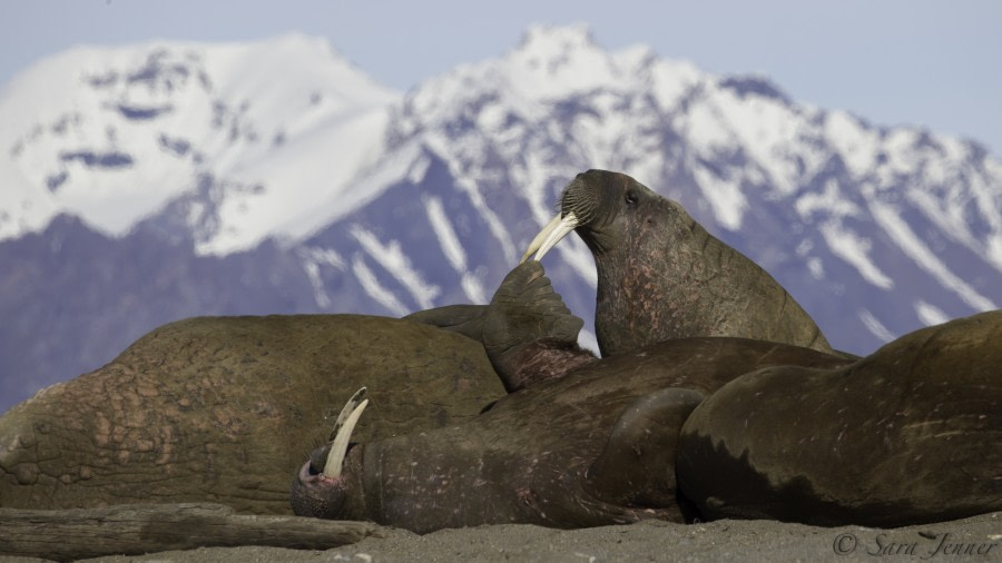 HDS04-19, DAY 07, Walrus 2 - Oceanwide Expeditions.jpg