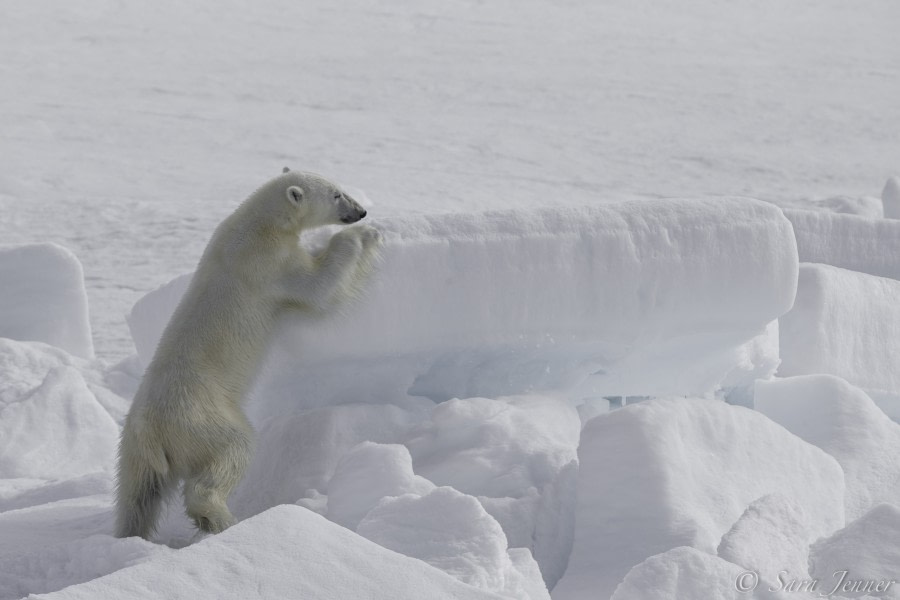 HDS05-19, DAY 04, Sara Jenner - Pack Ice - Bear-24062019 - Oceanwide Expeditions.jpg