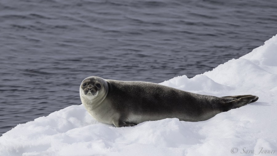 HDS04-19, DAY 04, Ringed seal 2 - Oceanwide Expeditions.jpg