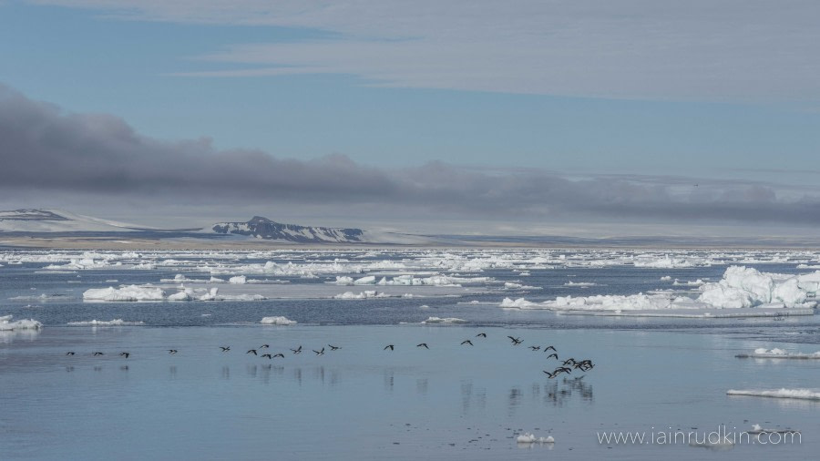 HDS05-19, DAY 04, Iain Rudkin - Wildlife - 24062019 - Oceanwide Expeditions.jpg