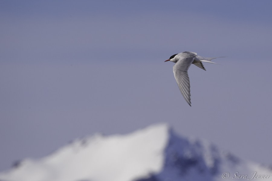 HDS05-19, DAY 01, Arctic Tern-Longyearbyen-Sara Jenner-210619 - Oceanwide Expeditions.jpg