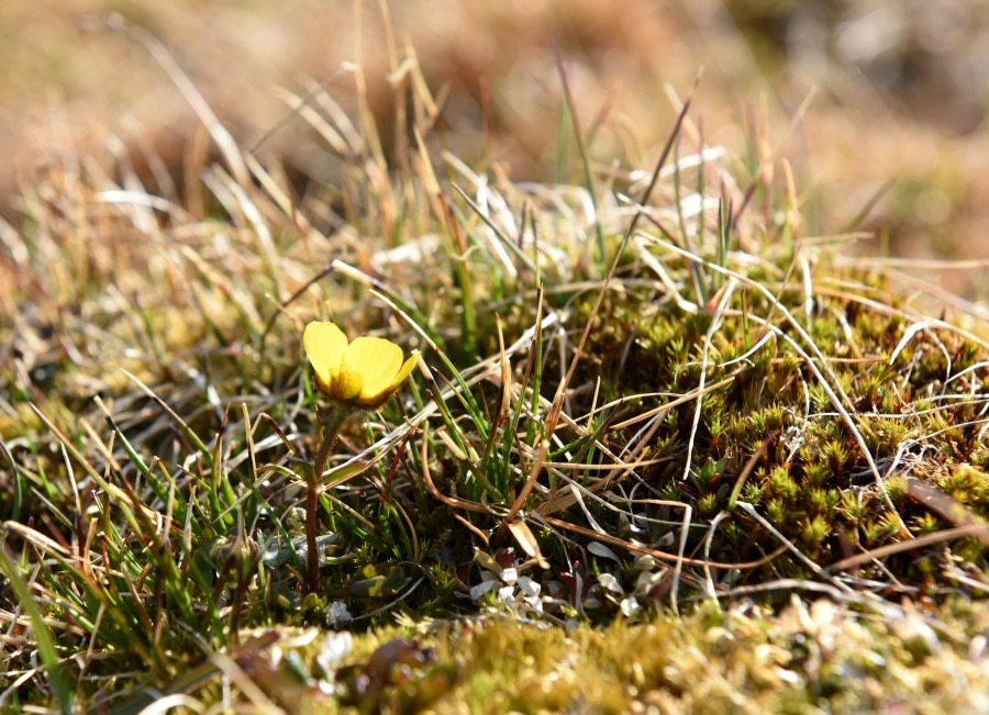 PLA07-19, DAY 07 Poolepynten & Alkhornet, Snow Buttercup_J Frikke_Svalbard 2019_Fotos_III 228 - Oceanwide Expeditions.jpg