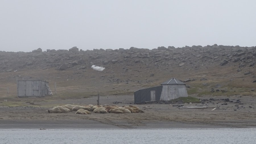 HDS05-19, DAY 03, misty beach with walrus and huts - Oceanwide Expeditions.jpg