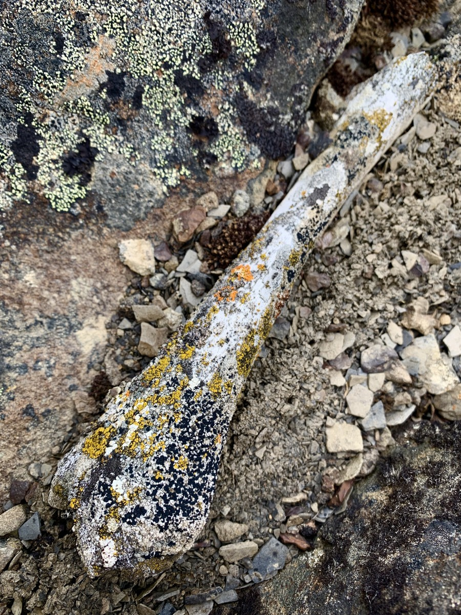 HDS07-19, DAY 07, 20190711_MScott_Old bone lichens - Oceanwide Expeditions.jpg