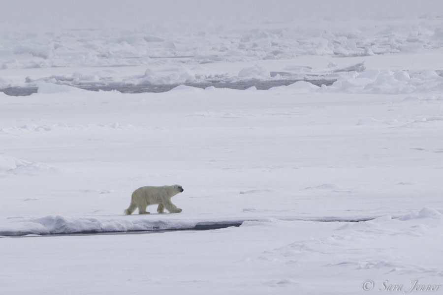 HDS06-19, DAY 03, Polar Bear - Oceanwide Expeditions.jpg