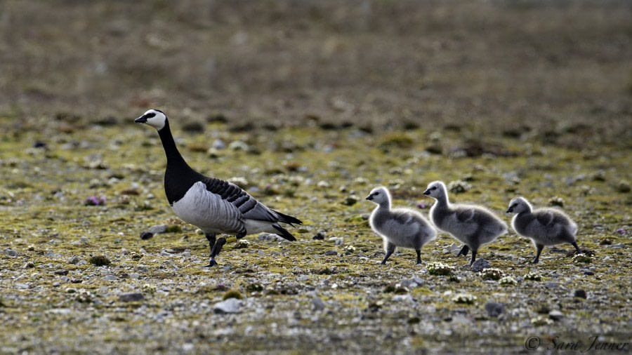 HDS07-19, DAY 02, Geese - Oceanwide Expeditions.jpg