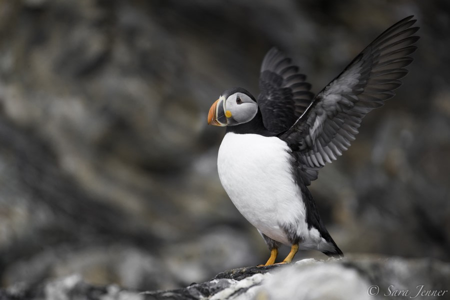 HDS06-19, DAY 04, Puffin 3 - Oceanwide Expeditions.jpg