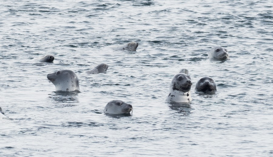 Harp seals © Melissa Scott - Oceanwide Expeditions