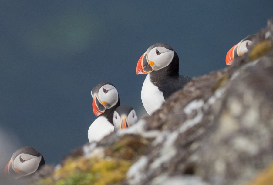 Puffin, Svalbard © Melissa Scott - Oceanwide Expeditions