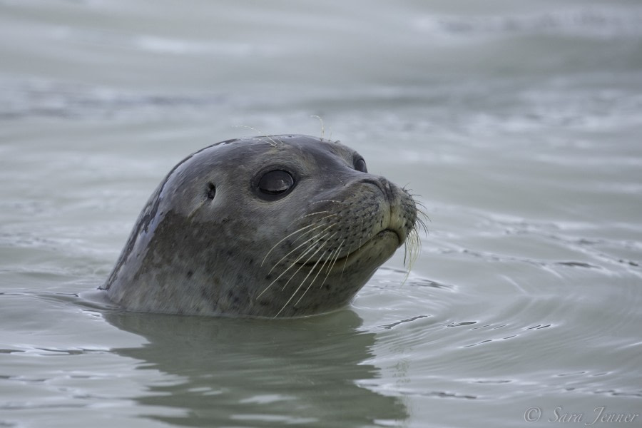 HDS07-19, DAY 06, Harbour Seal 2 - Oceanwide Expeditions.jpg