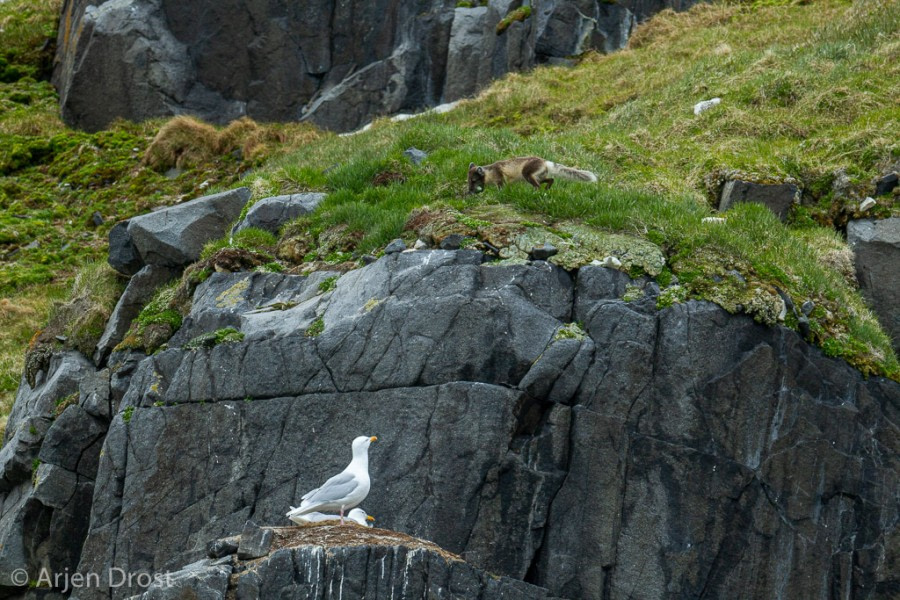 PLA09-19, DAY 05, Alkefjellet, 20190708_Arjen_Drost_0221_Alkefjellet - Oceanwide Expeditions.jpg