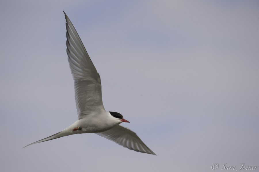 HDS07-19, DAY 02, Tern 1 - Oceanwide Expeditions.jpg