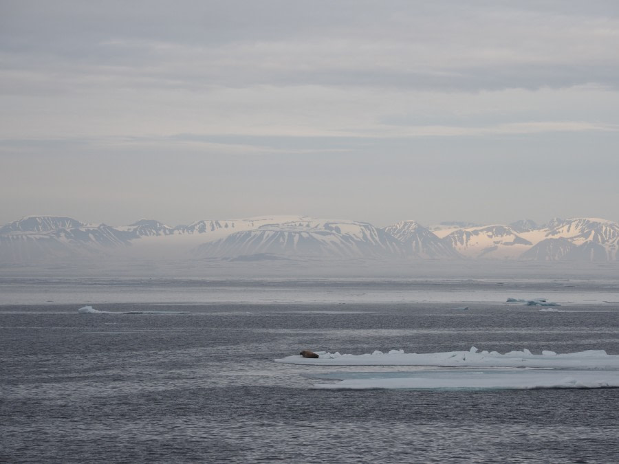 HDS07-19, DAY 03, Walrus on ice - Oceanwide Expeditions.jpg