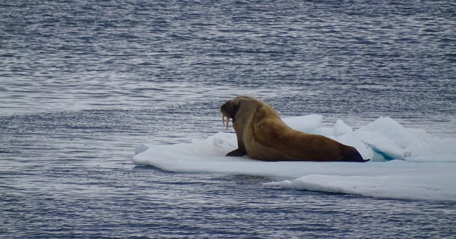 HDS07-19, DAY 03, meikesjoer-walrus - Oceanwide Expeditions.jpg