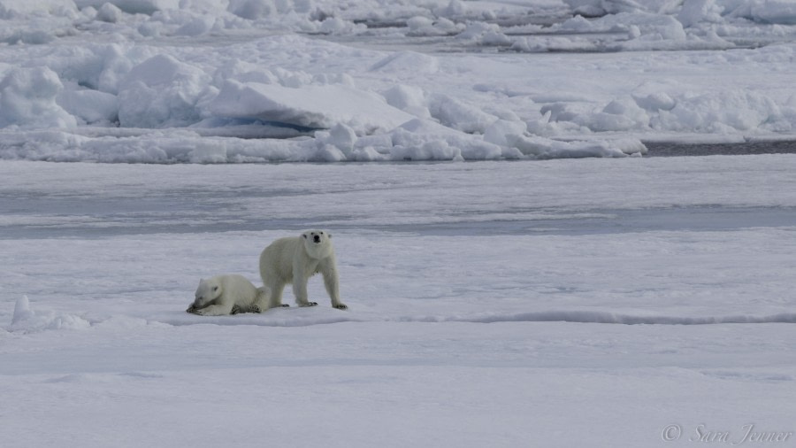 HDS07-19, DAY 05, Bear - Oceanwide Expeditions.jpg