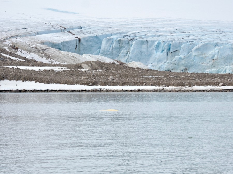 HDS07-19, DAY 03, Beluga(1) - Oceanwide Expeditions.jpg