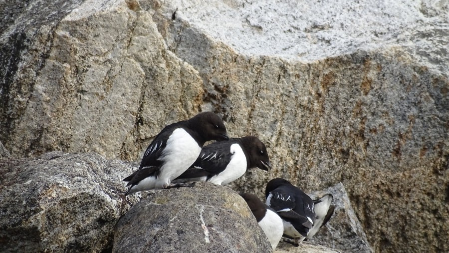 HDS07-19, DAY 03, meikesjoer-littleauks - Oceanwide Expeditions.jpg