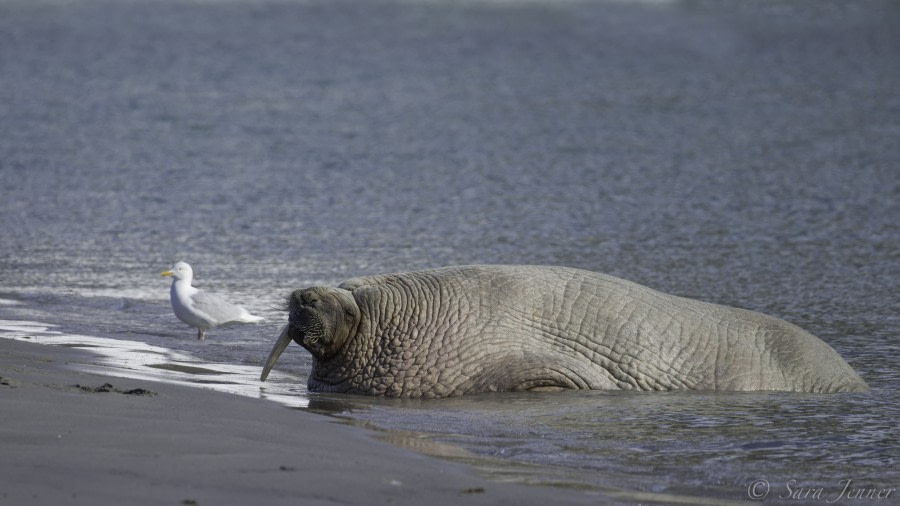 HDS06-19, DAY 02, Walrus 5 - Oceanwide Expeditions.jpg