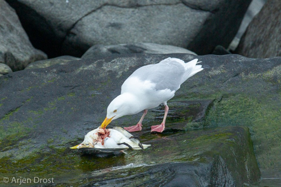 PLA09-19, DAY 05, Alkefjellet, 20190708_Arjen_Drost_0117_Alkefjellet - Oceanwide Expeditions.jpg