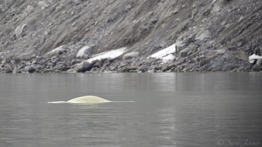 HDS07-19, DAY 03, Beluga - Oceanwide Expeditions.jpg