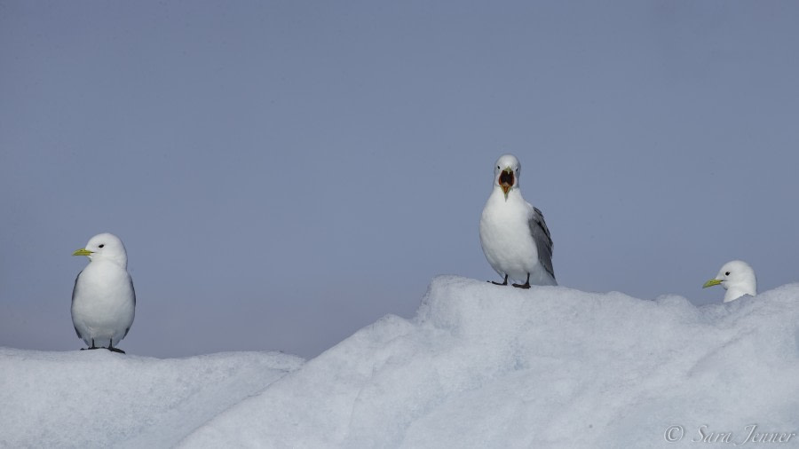 HDS07-19, DAY 08, Birds 2 - Oceanwide Expeditions.jpg