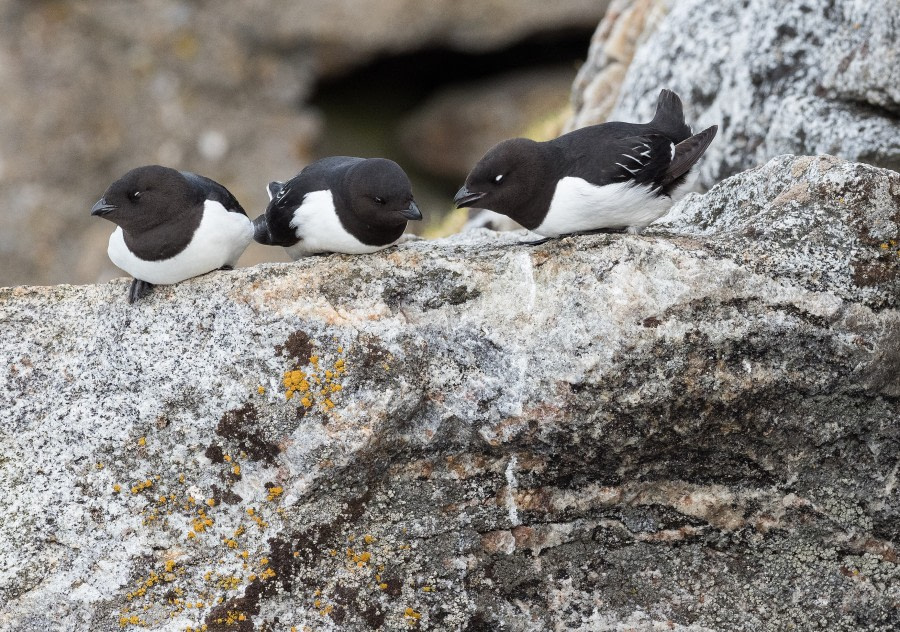 HDS07-19, DAY 03, 20190707_MScott_Little auks - Oceanwide Expeditions.jpg