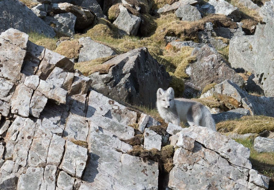 HDS07-19, DAY 06, 20190710_MScott_Arctic fox kit - Oceanwide Expeditions.jpg